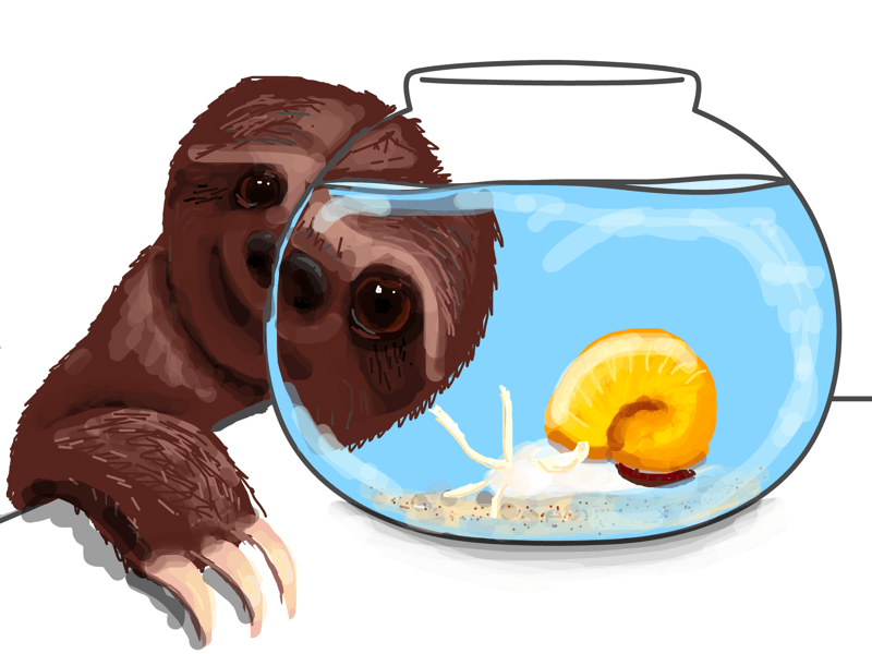 A sloth looking at a ea snail in a fishbowl, being heavily distorted by water