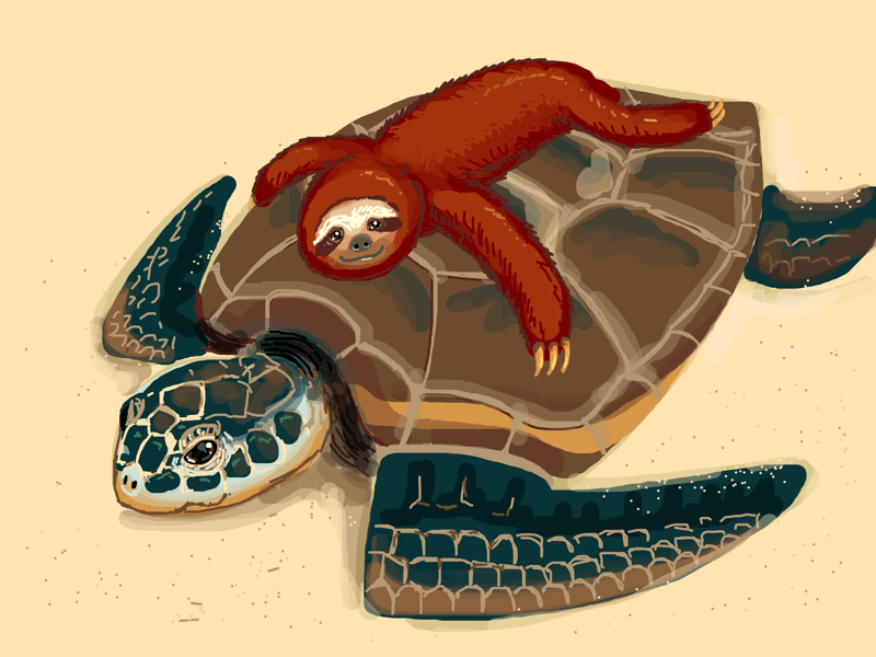 A reddish brown sloth laying on top a sea turtle